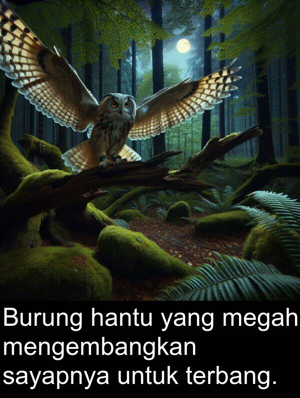 terbang: Burung hantu yang megah mengembangkan sayapnya untuk terbang.