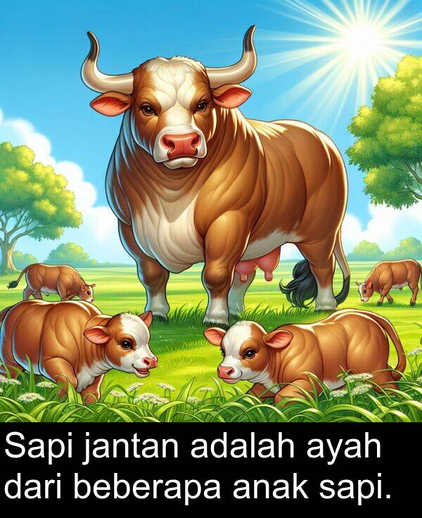 jantan: Sapi jantan adalah ayah dari beberapa anak sapi.