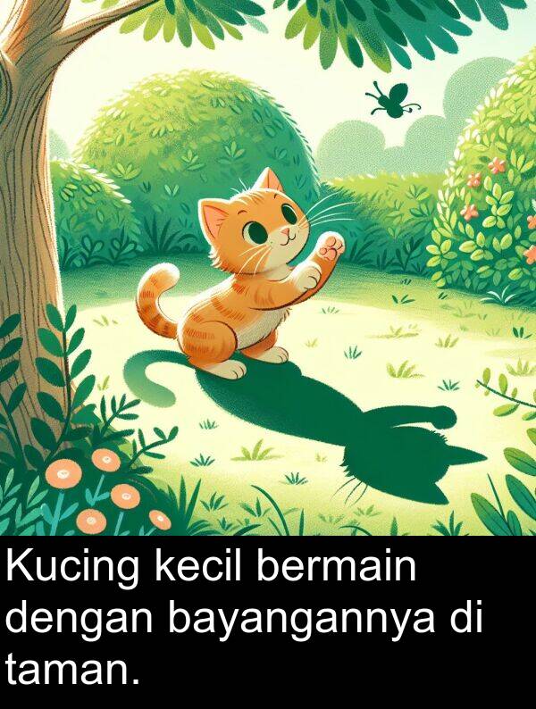 kecil: Kucing kecil bermain dengan bayangannya di taman.