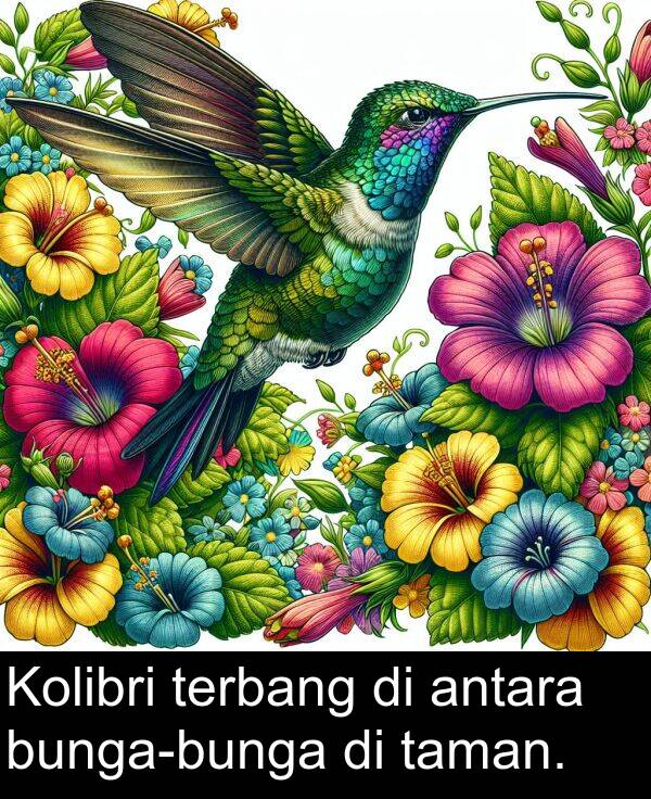 terbang: Kolibri terbang di antara bunga-bunga di taman.