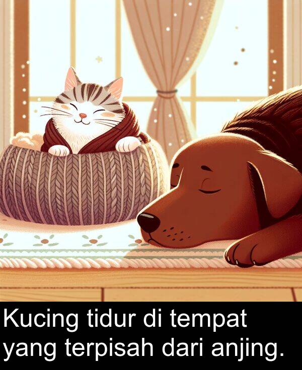 terpisah: Kucing tidur di tempat yang terpisah dari anjing.