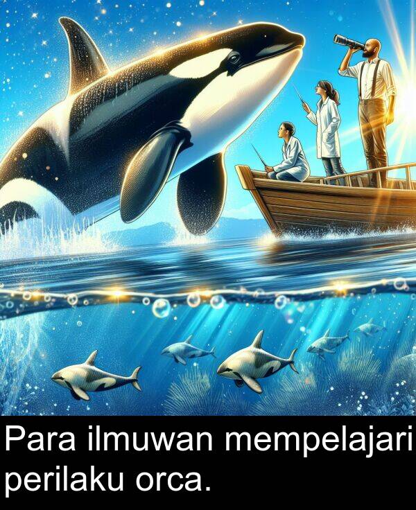 orca: Para ilmuwan mempelajari perilaku orca.