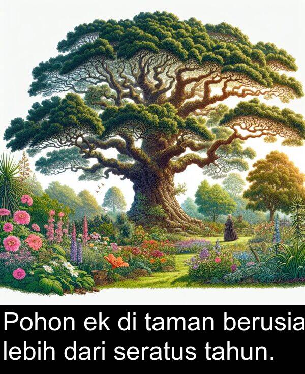 lebih: Pohon ek di taman berusia lebih dari seratus tahun.