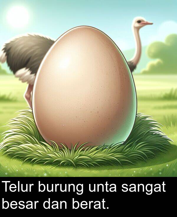 unta: Telur burung unta sangat besar dan berat.