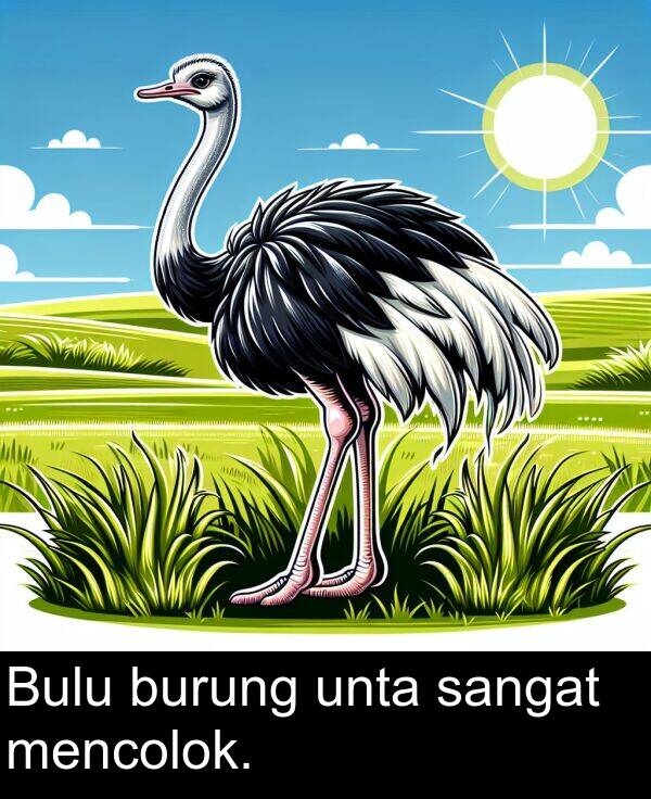 unta: Bulu burung unta sangat mencolok.