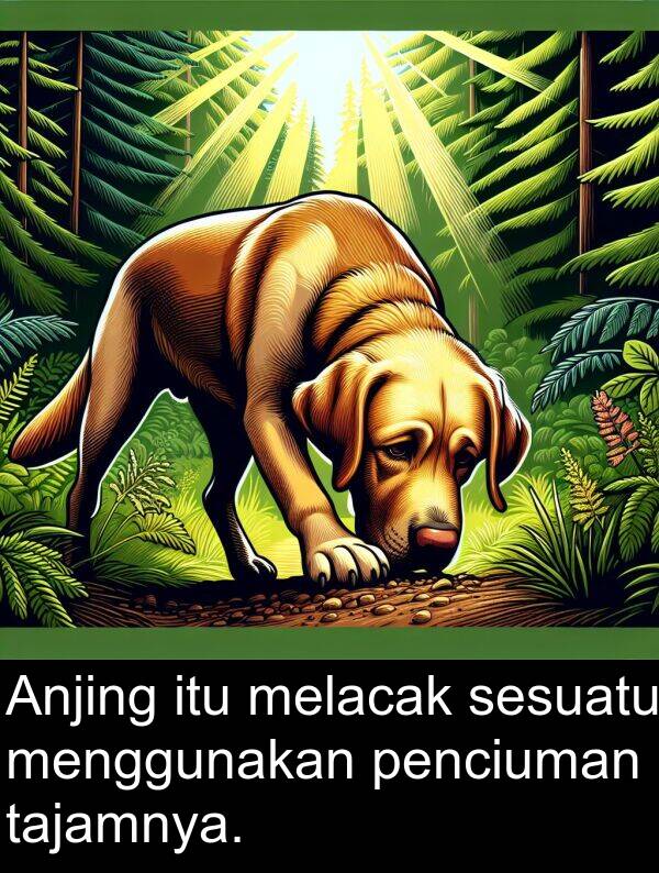 penciuman: Anjing itu melacak sesuatu menggunakan penciuman tajamnya.