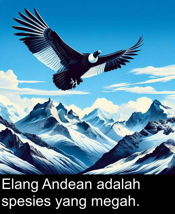 yang: Elang Andean adalah spesies yang megah.