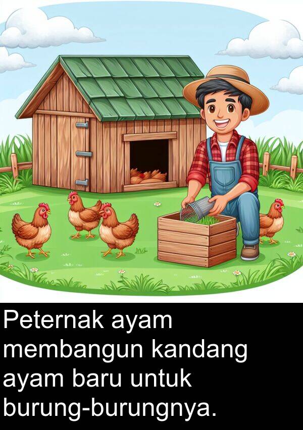 kandang: Peternak ayam membangun kandang ayam baru untuk burung-burungnya.