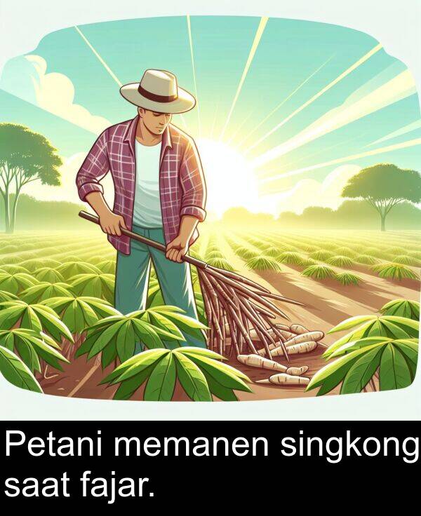 fajar: Petani memanen singkong saat fajar.