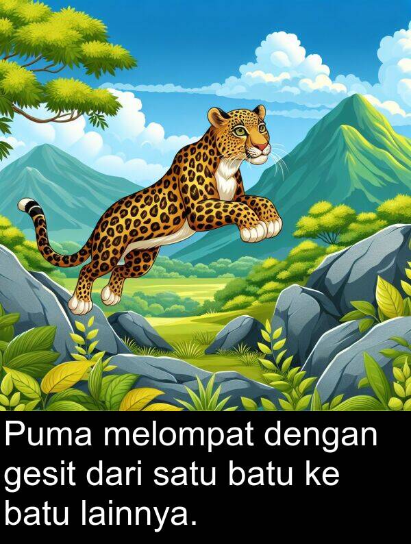 lainnya: Puma melompat dengan gesit dari satu batu ke batu lainnya.