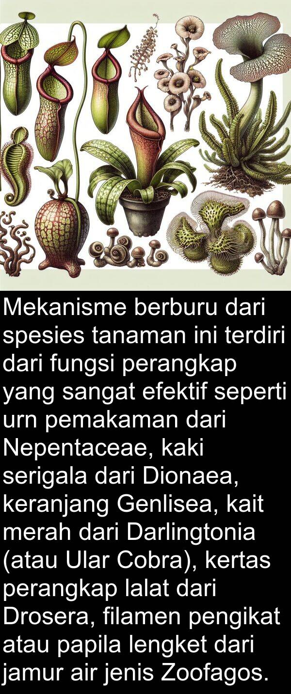 efektif: Mekanisme berburu dari spesies tanaman ini terdiri dari fungsi perangkap yang sangat efektif seperti urn pemakaman dari Nepentaceae, kaki serigala dari Dionaea, keranjang Genlisea, kait merah dari Darlingtonia (atau Ular Cobra), kertas perangkap lalat dari Drosera, filamen pengikat atau papila lengket dari jamur air jenis Zoofagos.