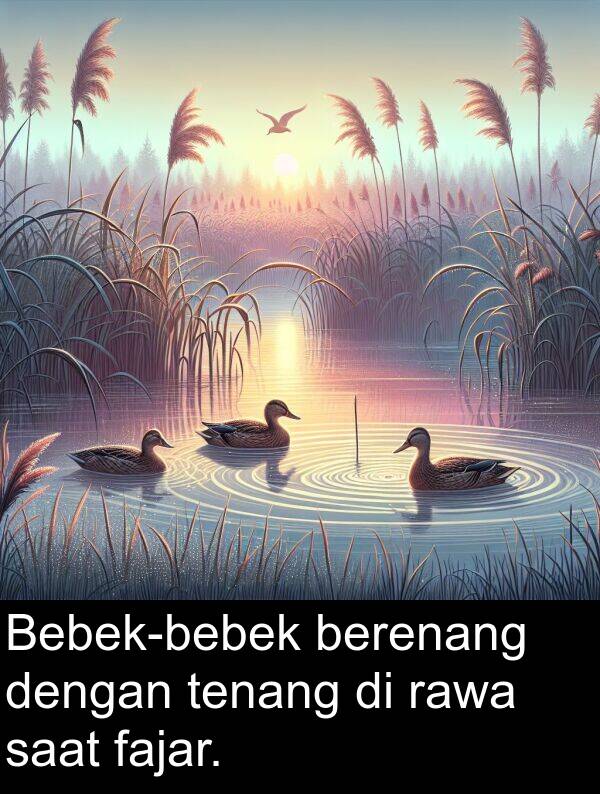 rawa: Bebek-bebek berenang dengan tenang di rawa saat fajar.