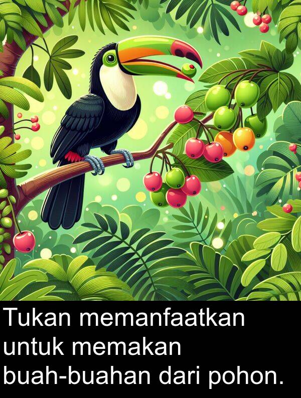 memakan: Tukan memanfaatkan untuk memakan buah-buahan dari pohon.