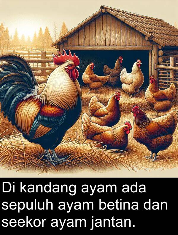 kandang: Di kandang ayam ada sepuluh ayam betina dan seekor ayam jantan.