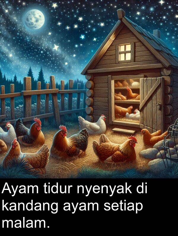 kandang: Ayam tidur nyenyak di kandang ayam setiap malam.