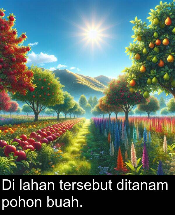 lahan: Di lahan tersebut ditanam pohon buah.