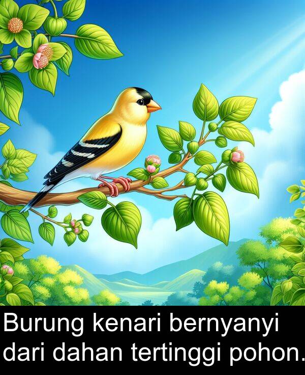 dahan: Burung kenari bernyanyi dari dahan tertinggi pohon.