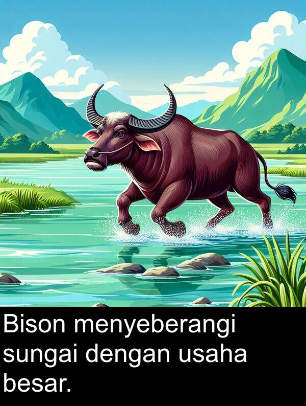 usaha: Bison menyeberangi sungai dengan usaha besar.