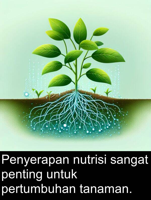 tanaman: Penyerapan nutrisi sangat penting untuk pertumbuhan tanaman.