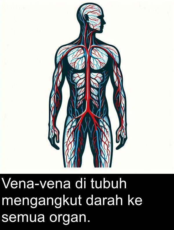 organ: Vena-vena di tubuh mengangkut darah ke semua organ.