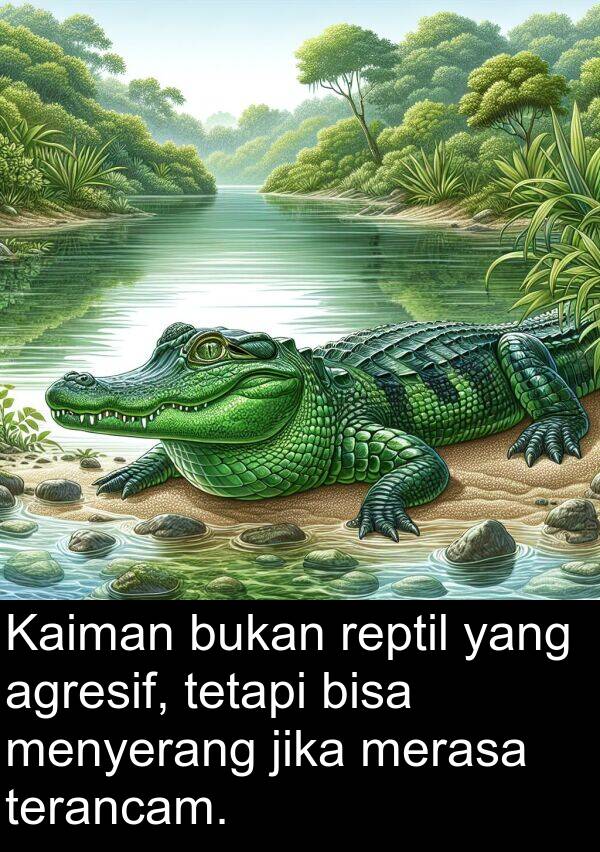 reptil: Kaiman bukan reptil yang agresif, tetapi bisa menyerang jika merasa terancam.