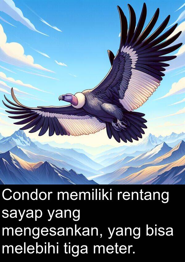 rentang: Condor memiliki rentang sayap yang mengesankan, yang bisa melebihi tiga meter.