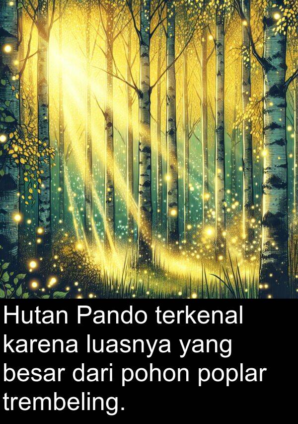 luasnya: Hutan Pando terkenal karena luasnya yang besar dari pohon poplar trembeling.