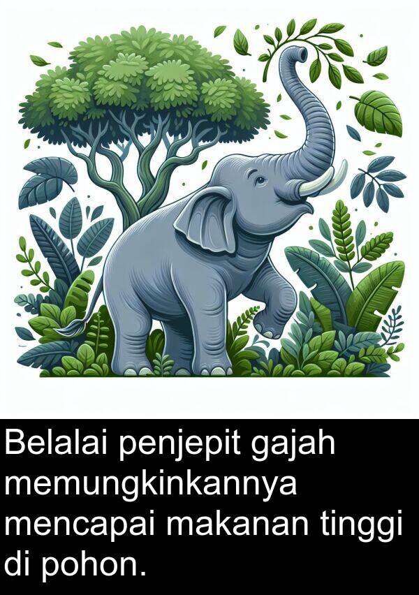 gajah: Belalai penjepit gajah memungkinkannya mencapai makanan tinggi di pohon.