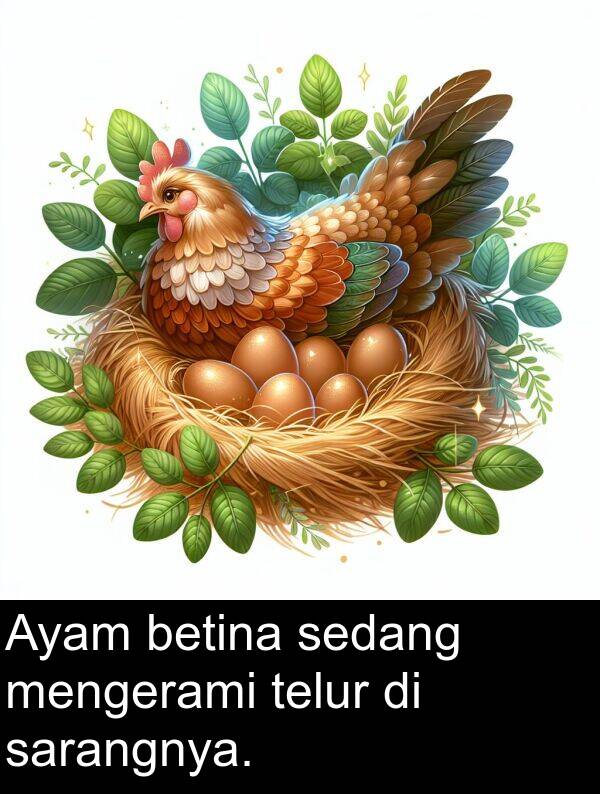 telur: Ayam betina sedang mengerami telur di sarangnya.