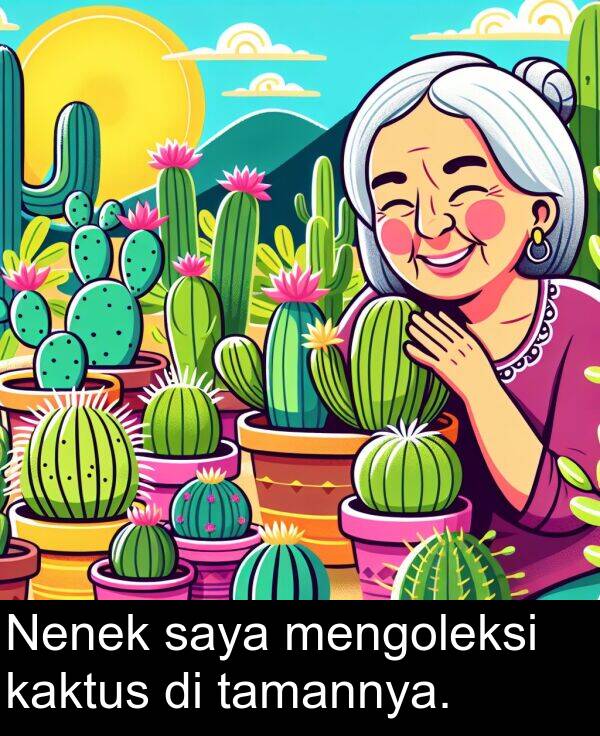 kaktus: Nenek saya mengoleksi kaktus di tamannya.