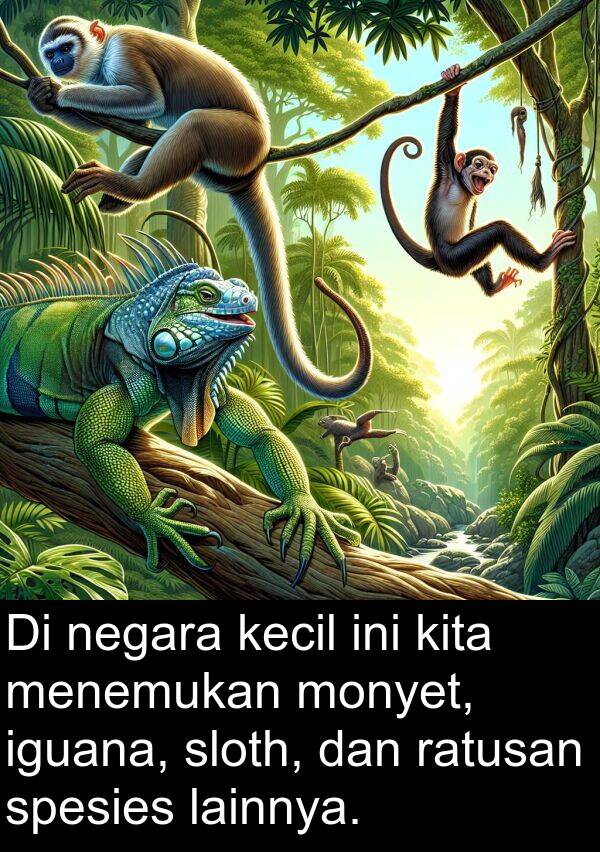 lainnya: Di negara kecil ini kita menemukan monyet, iguana, sloth, dan ratusan spesies lainnya.