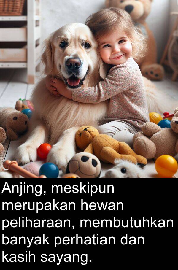 peliharaan: Anjing, meskipun merupakan hewan peliharaan, membutuhkan banyak perhatian dan kasih sayang.