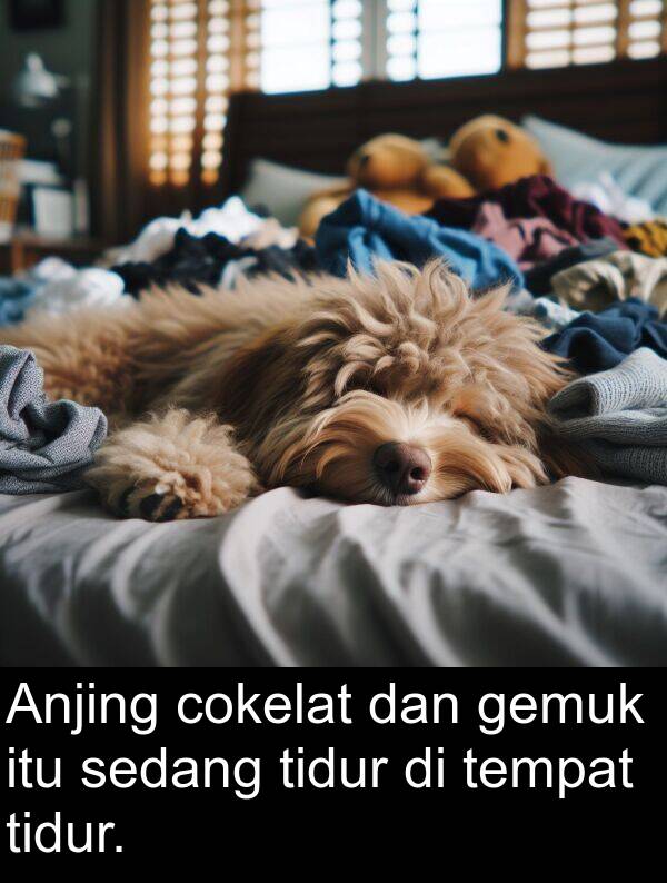 cokelat: Anjing cokelat dan gemuk itu sedang tidur di tempat tidur.