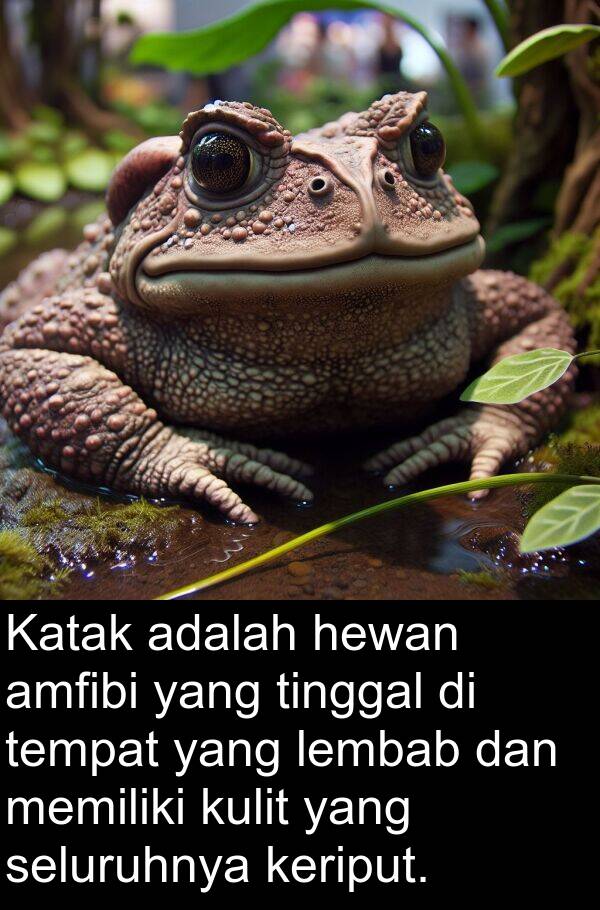 lembab: Katak adalah hewan amfibi yang tinggal di tempat yang lembab dan memiliki kulit yang seluruhnya keriput.