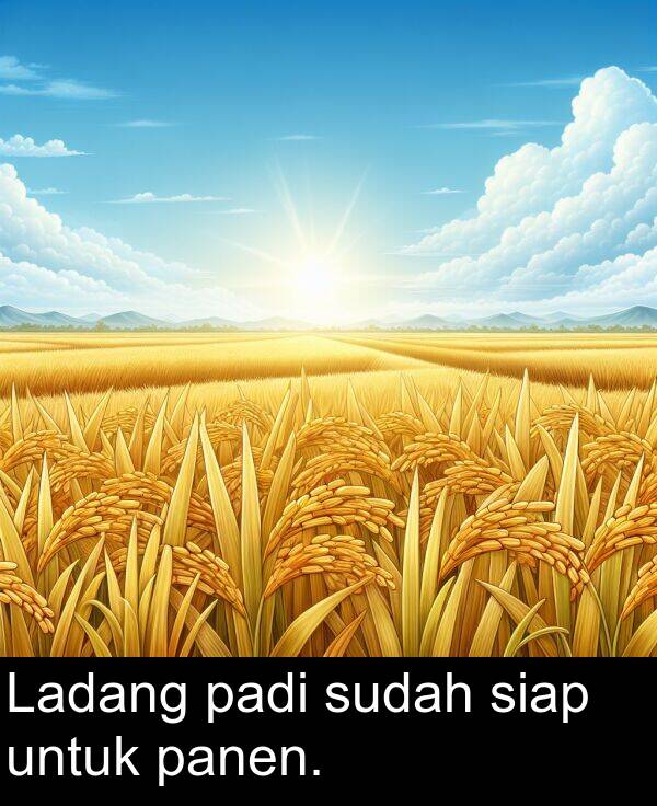 panen: Ladang padi sudah siap untuk panen.