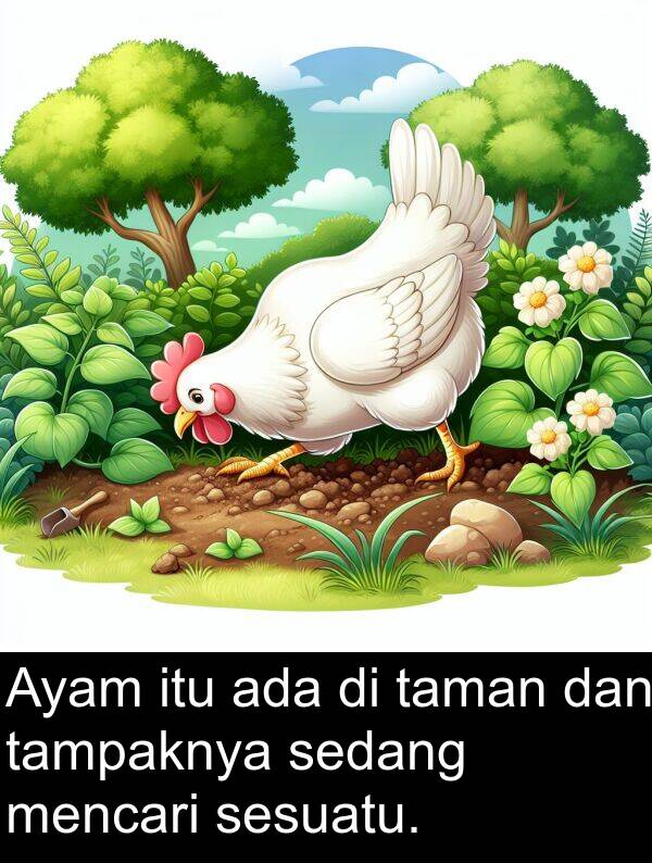 tampaknya: Ayam itu ada di taman dan tampaknya sedang mencari sesuatu.