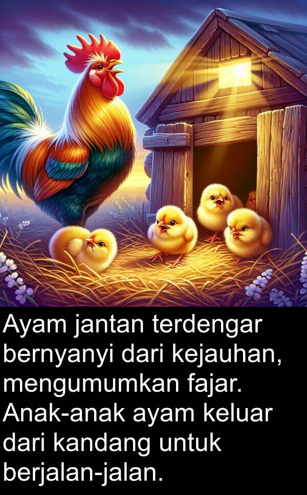 keluar: Ayam jantan terdengar bernyanyi dari kejauhan, mengumumkan fajar. Anak-anak ayam keluar dari kandang untuk berjalan-jalan.