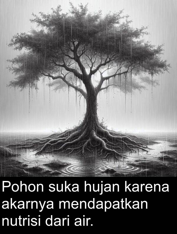 karena: Pohon suka hujan karena akarnya mendapatkan nutrisi dari air.