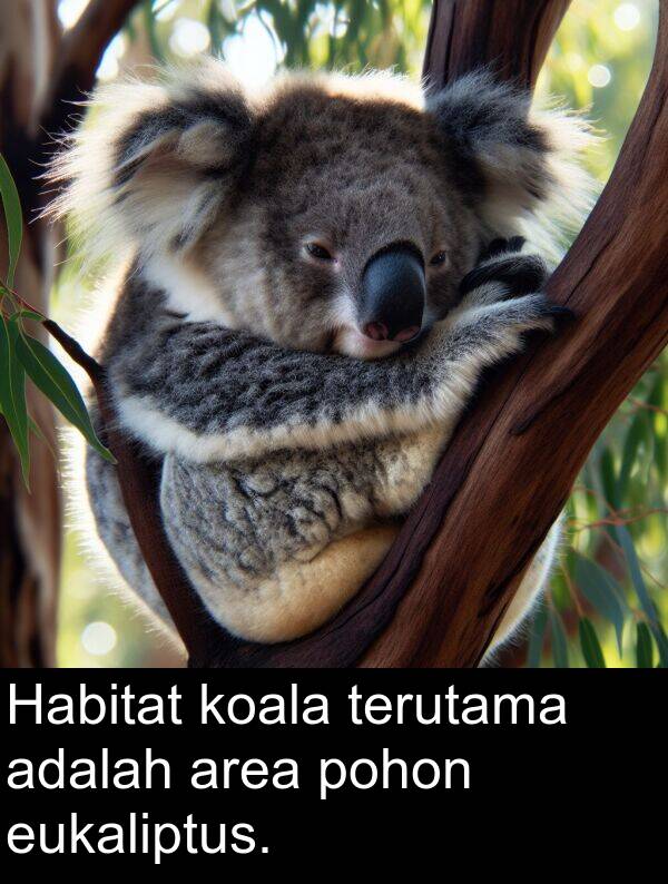 eukaliptus: Habitat koala terutama adalah area pohon eukaliptus.