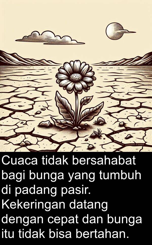 padang: Cuaca tidak bersahabat bagi bunga yang tumbuh di padang pasir. Kekeringan datang dengan cepat dan bunga itu tidak bisa bertahan.