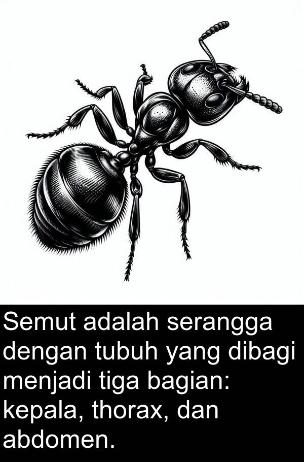 bagian: Semut adalah serangga dengan tubuh yang dibagi menjadi tiga bagian: kepala, thorax, dan abdomen.