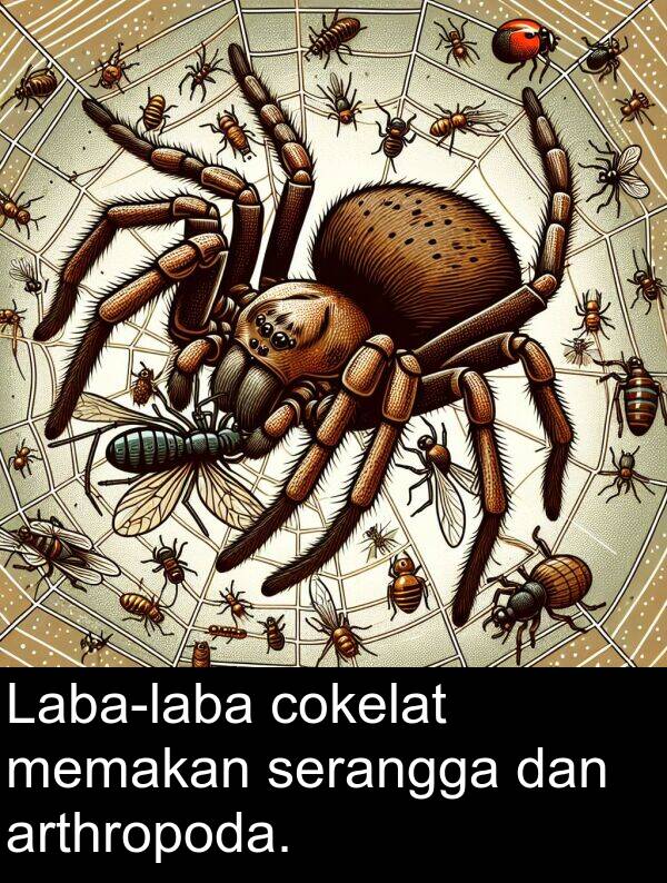 cokelat: Laba-laba cokelat memakan serangga dan arthropoda.