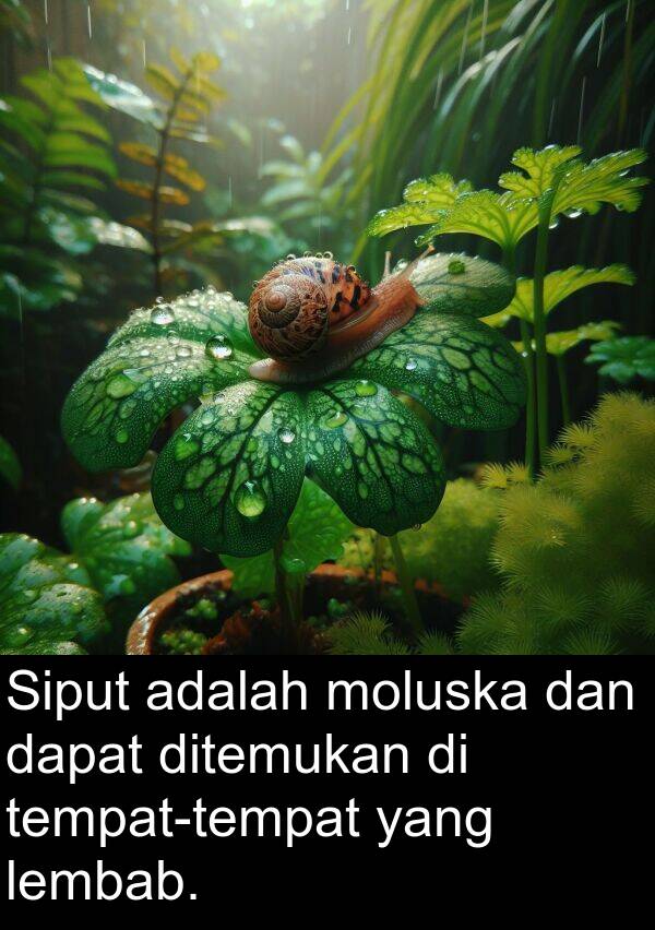 lembab: Siput adalah moluska dan dapat ditemukan di tempat-tempat yang lembab.