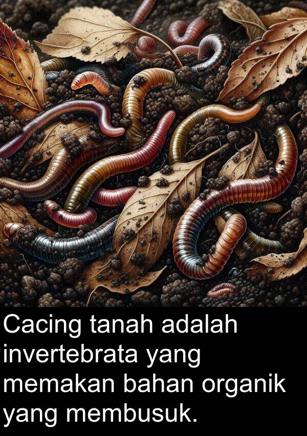 organik: Cacing tanah adalah invertebrata yang memakan bahan organik yang membusuk.