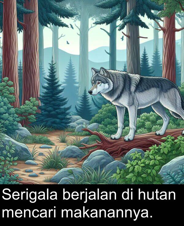 hutan: Serigala berjalan di hutan mencari makanannya.