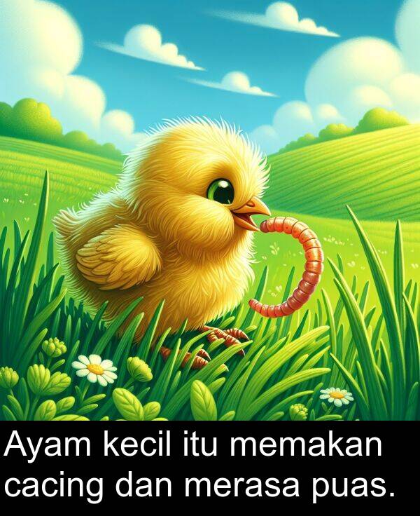 cacing: Ayam kecil itu memakan cacing dan merasa puas.