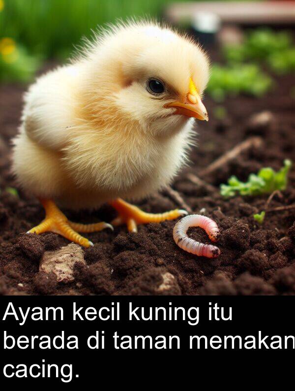 cacing: Ayam kecil kuning itu berada di taman memakan cacing.