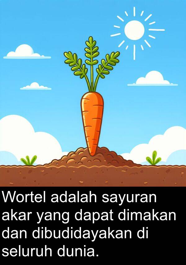 dibudidayakan: Wortel adalah sayuran akar yang dapat dimakan dan dibudidayakan di seluruh dunia.