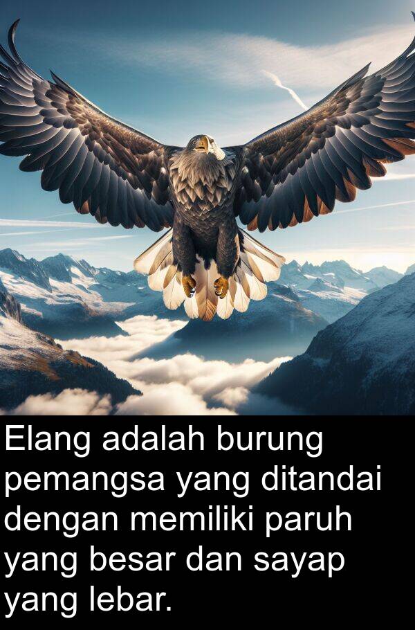 lebar: Elang adalah burung pemangsa yang ditandai dengan memiliki paruh yang besar dan sayap yang lebar.