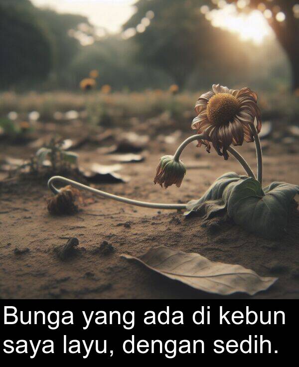 layu: Bunga yang ada di kebun saya layu, dengan sedih.